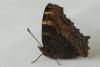 Nymphalis polychloros
